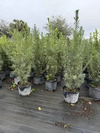 Podocarpus Plants