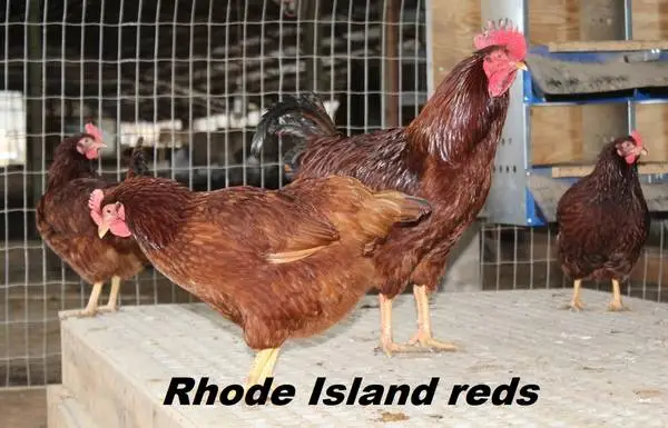 Rhode Island Red hens