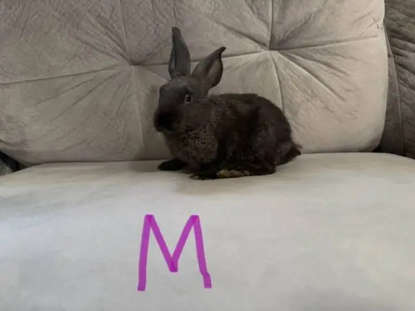 Flemish/Continental Giant Rabbits