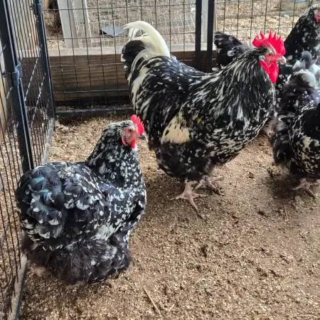 Orpington chickens