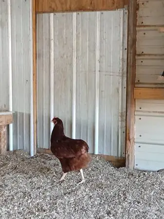 REDUCED - laying hens