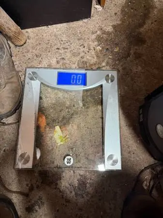 Scale