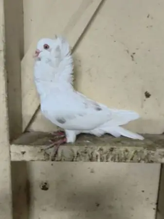 Beautiful Fancy Old Dutch Capuchine Show Pigeon