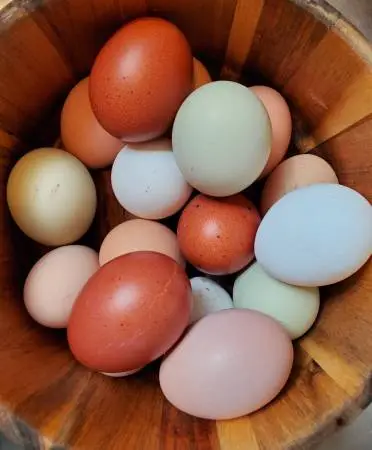 Farm Fresh Eggs- Organic, Soy free feed