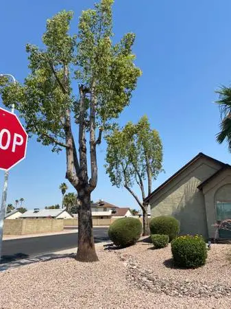 Landscape clean-ups and maintence❗️Affordable tree services❗️