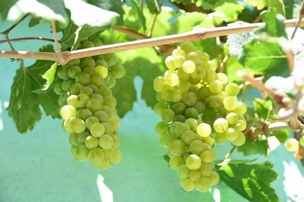 two gallon large Cotton candy grape Vines