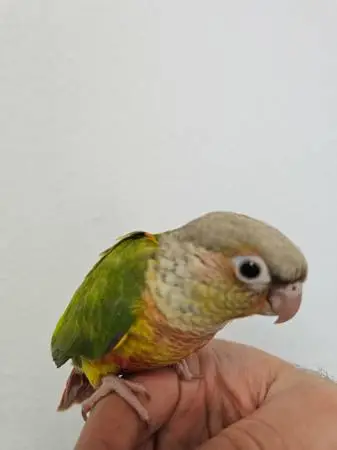 Pineapple green cheek