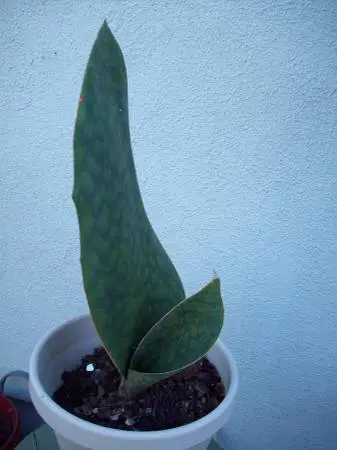 WHALE FIN SANSEVIERIA  ,SNAKE PLANT FAMILY -unusual succulent
