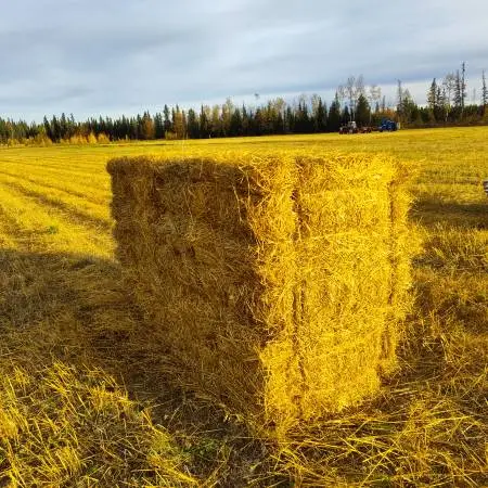 Oat Straw square bales