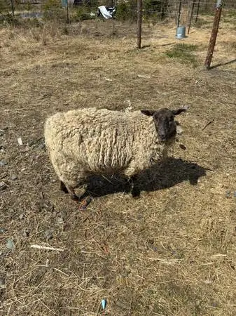 Iceland/Suffolk ram and ewes