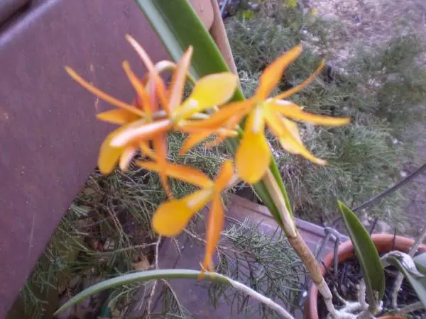 Orchid Hybrid: Brassocattleya Sunny Delight in bloom