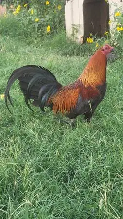 Game Fowl