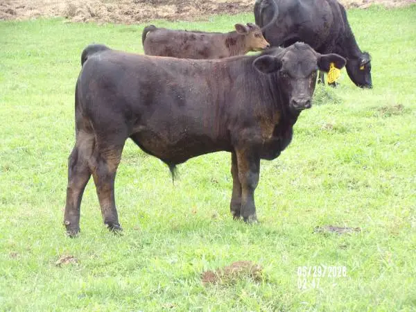 Simmental Bulls