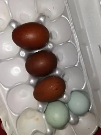 *** Pure French Black Copper Marans Hatching Eggs***