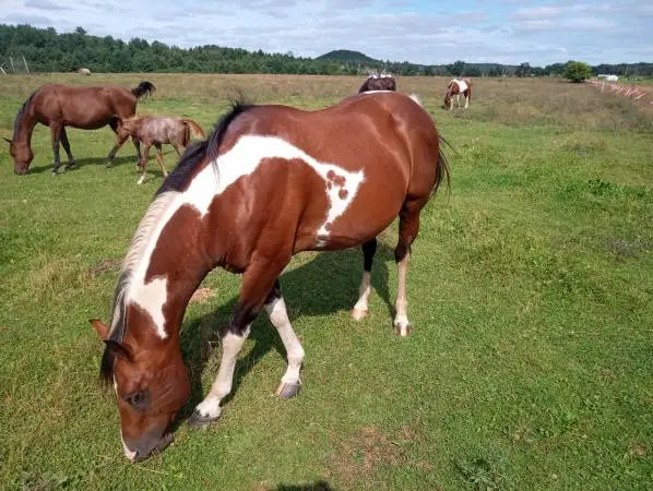 Horse Mature Paint Stallion/grain drill trade in