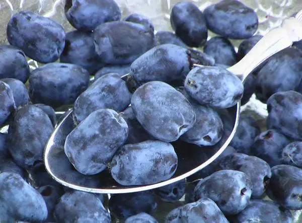 Frozen Haskap Berries ****CLEARANCE SALE****