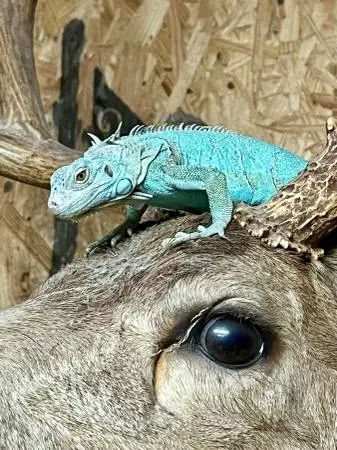 6mo Unsexed Blue Iguana