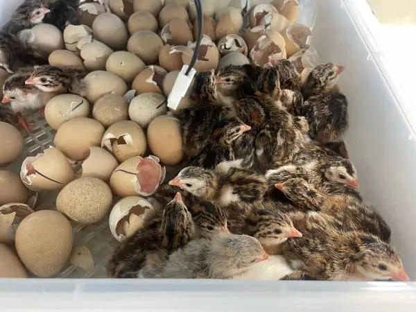 Guineas for sale (keets)