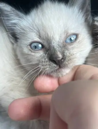Blue Point Siamese kitten
