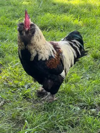 Stunning big Salmon Faverolle Rooster