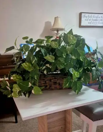 Artificial Spotted Money Plant w/Basket