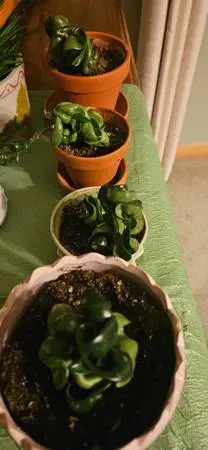 Houseplants-, snake plant, Zebra Haworthia, prayer plant