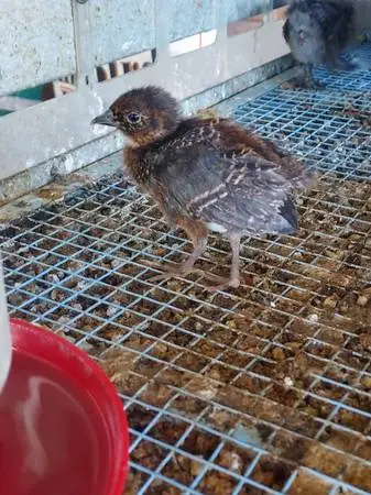 Pheasant chicks