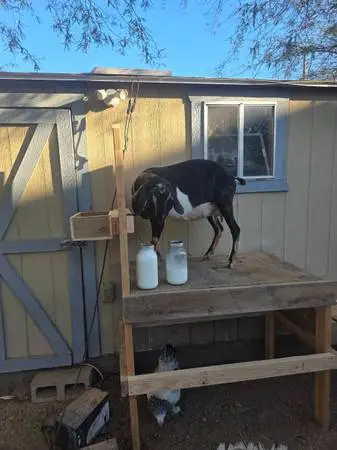 Goat milk