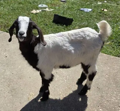 Goat - Nubian mix doelings