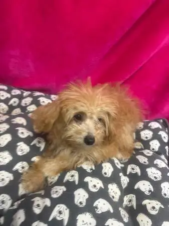 Poochi