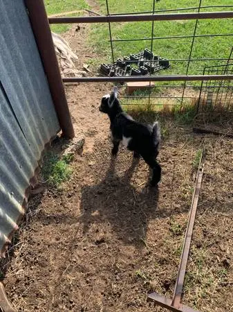 Nigerian Dwarf Buckling from great bloodline