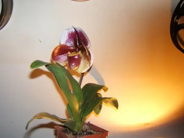 Orchid Paph doodlebug HCC/AOS cross