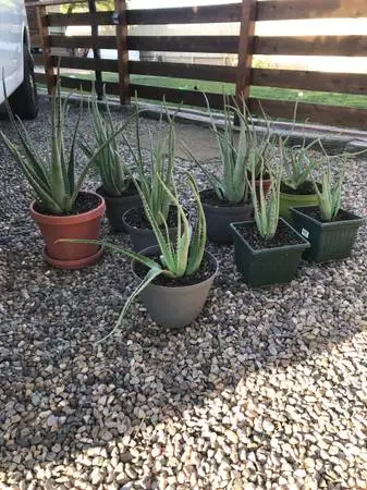 Aloe Plants