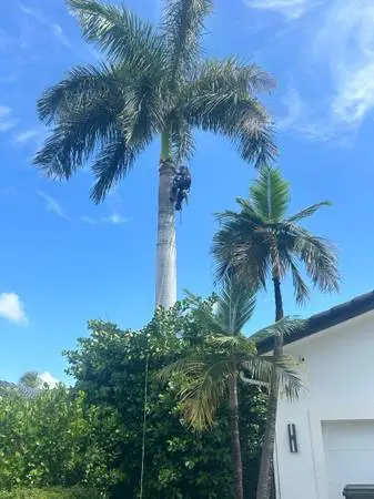 **Emergency Tree Service- Fast And Reliable*