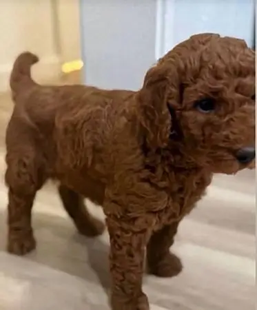 Golden doodle puppies