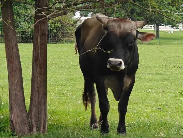 JERSEY BULL FOR BREEDING (STUD LEASE or SALE)