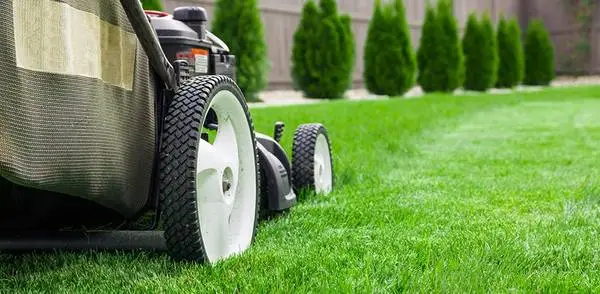 Lawn care, weed control, junk removal