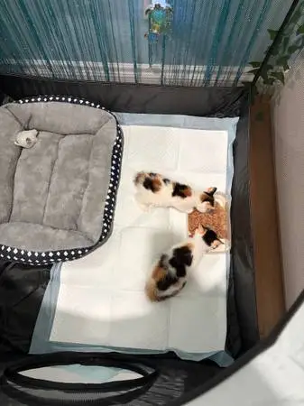 MEOW