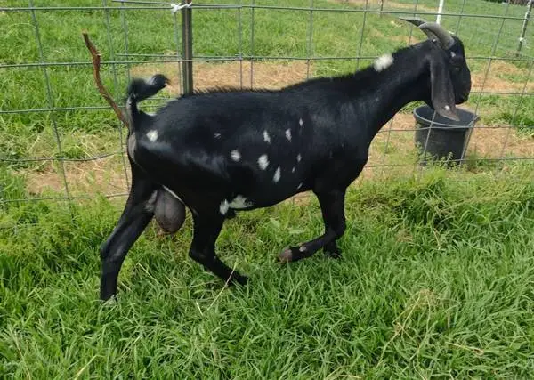 Goat - Spotted Nubian buckling