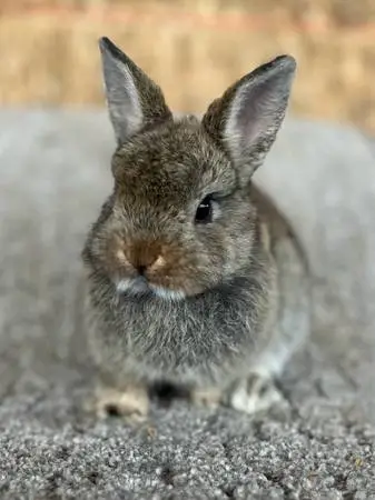 Netherland Dwarf and Holland Lops