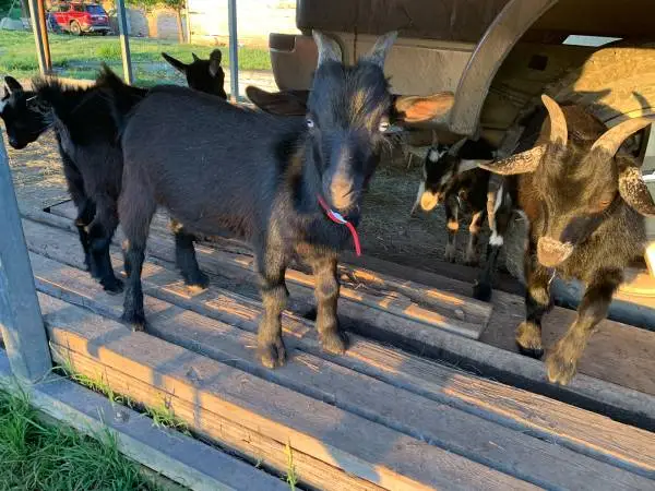 Wether-blue eyes