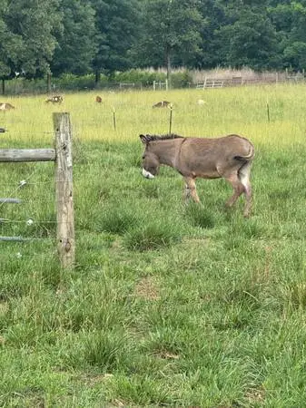 Jack donkey