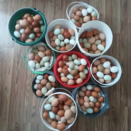 Farm Fresh Non GMO eggs