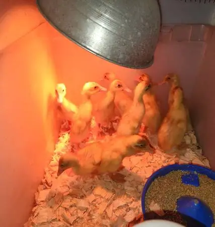 *** BABY DUCKS *** Indian Runner ducklings ***