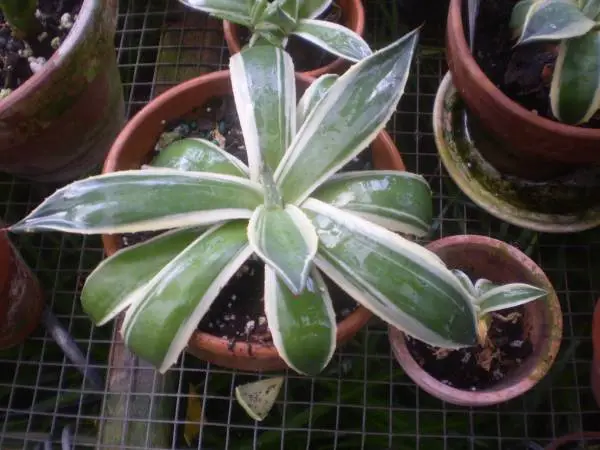 Agave Cream Spike rare find  only $8