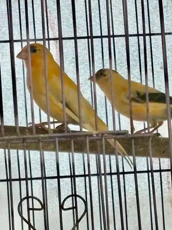 Canaries