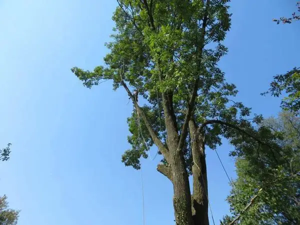 █►TREE CUTTING & LANDSCAPING SERVICE BY PEREZ◄█