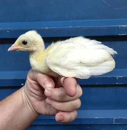 *** Baby peacocks *** Variety of peachicks ***