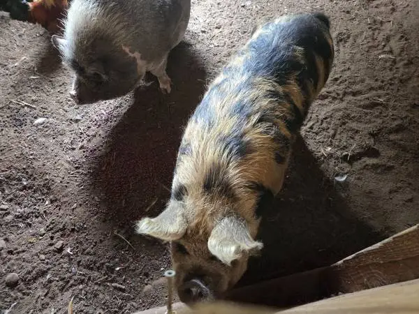 2 pigs Free