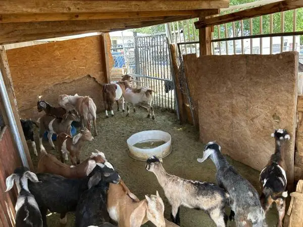 Goats/Chivos For Sale